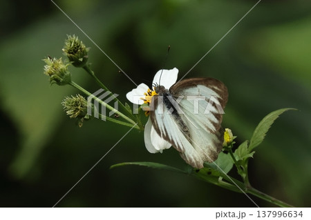 生き物　昆虫　タイワンシロチョウ、三月の石垣島で。林縁の草むらの花を飛び回って吸蜜 137996634