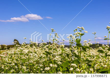 福井県特産のそばの花 満開の蕎麦畑と澄み渡る秋空 137996671