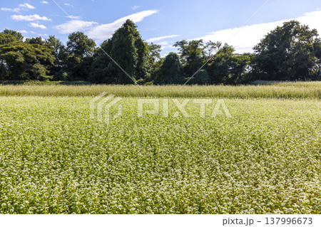 福井県特産のそばの花 満開の蕎麦畑と澄み渡る秋空 福井県特産のそばの花 満開の蕎麦畑と澄み渡る秋空 137996673