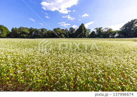 福井県特産のそばの花 満開の蕎麦畑と澄み渡る秋空 福井県特産のそばの花 満開の蕎麦畑と澄み渡る秋空 137996674