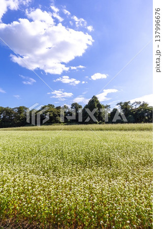 福井県特産のそばの花 満開の蕎麦畑と澄み渡る秋空 福井県特産のそばの花 満開の蕎麦畑と澄み渡る秋空 137996676