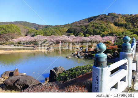 【愛媛県】晴天の南楽園梅まつり 137996683
