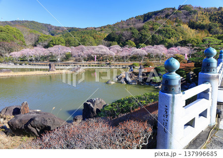 【愛媛県】晴天の南楽園梅まつり 137996685