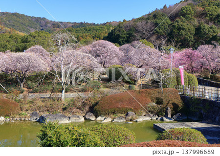 【愛媛県】晴天の南楽園梅まつり 137996689