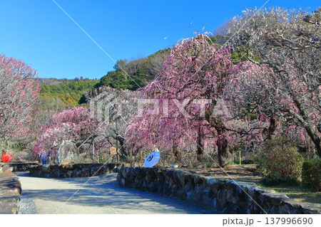 【愛媛県】晴天の南楽園梅まつり 【愛媛県】晴天の南楽園梅まつり 137996690