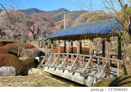 【愛媛県】晴天の南楽園梅まつり 137996692