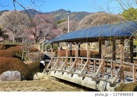 【愛媛県】晴天の南楽園梅まつり 【愛媛県】晴天の南楽園梅まつり 137996693