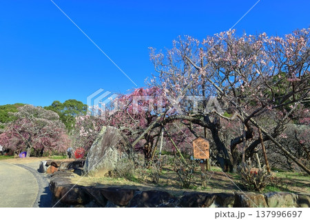 【愛媛県】晴天の南楽園梅まつり 137996697
