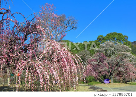 【愛媛県】晴天の南楽園梅まつり 【愛媛県】晴天の南楽園梅まつり 137996701