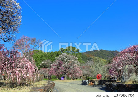 【愛媛県】晴天の南楽園梅まつり 【愛媛県】晴天の南楽園梅まつり 137996704