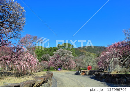 【愛媛県】晴天の南楽園梅まつり 137996705
