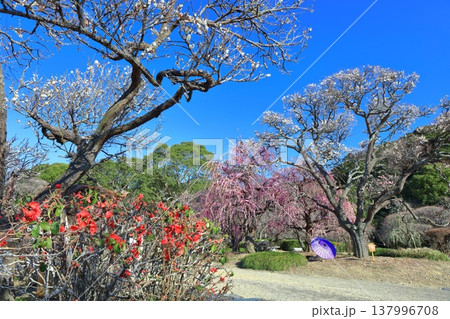 【愛媛県】晴天の南楽園梅まつり 【愛媛県】晴天の南楽園梅まつり 137996708