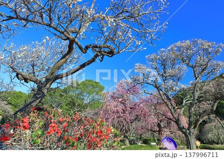 【愛媛県】晴天の南楽園梅まつり 137996711