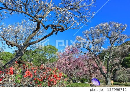 【愛媛県】晴天の南楽園梅まつり 137996712