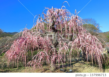 【愛媛県】晴天の南楽園梅まつり 137996713