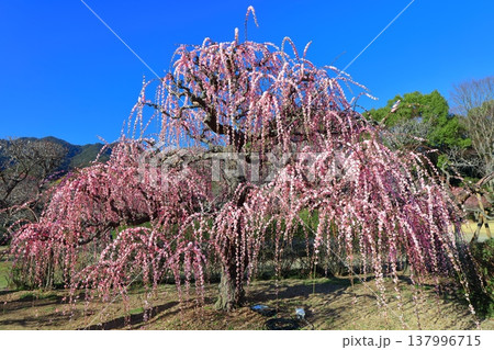 【愛媛県】晴天の南楽園梅まつり 137996715