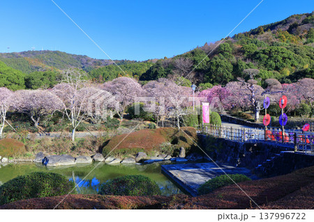 【愛媛県】晴天の南楽園梅まつり 【愛媛県】晴天の南楽園梅まつり 137996722