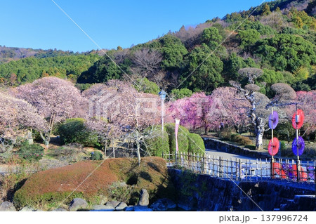 【愛媛県】晴天の南楽園梅まつり 【愛媛県】晴天の南楽園梅まつり 137996724