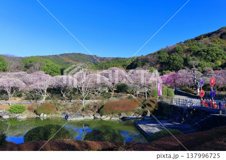 【愛媛県】晴天の南楽園梅まつり 137996725