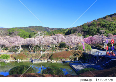【愛媛県】晴天の南楽園梅まつり 【愛媛県】晴天の南楽園梅まつり 137996726