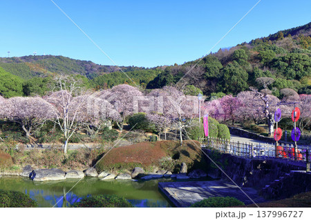 【愛媛県】晴天の南楽園梅まつり 137996727