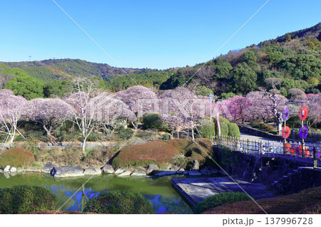 【愛媛県】晴天の南楽園梅まつり 【愛媛県】晴天の南楽園梅まつり 137996728