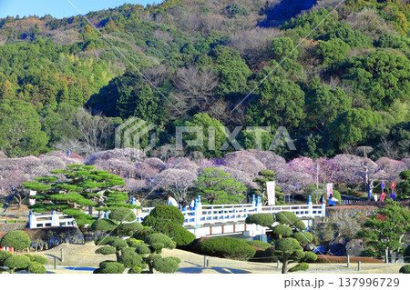 【愛媛県】晴天の南楽園梅まつり 137996729