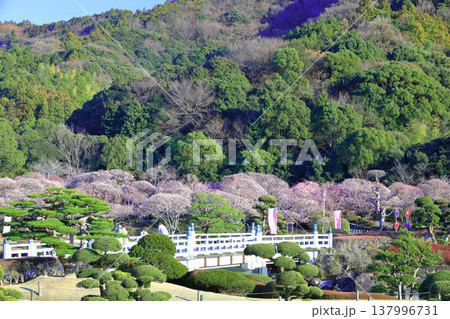 【愛媛県】晴天の南楽園梅まつり 【愛媛県】晴天の南楽園梅まつり 137996731