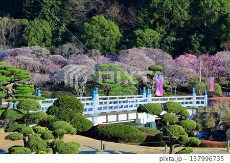 【愛媛県】晴天の南楽園梅まつり 【愛媛県】晴天の南楽園梅まつり 137996735