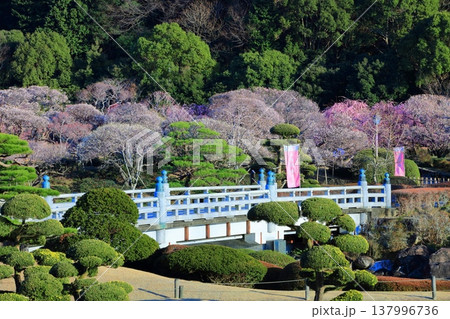 【愛媛県】晴天の南楽園梅まつり 【愛媛県】晴天の南楽園梅まつり 137996736