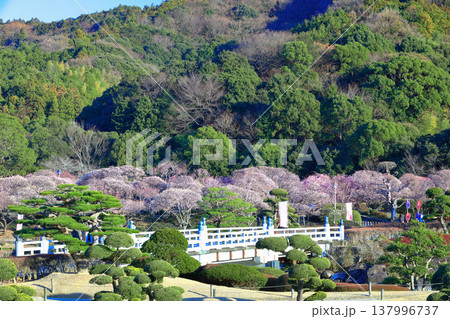【愛媛県】晴天の南楽園梅まつり 137996737