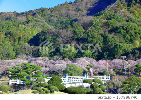 【愛媛県】晴天の南楽園梅まつり 【愛媛県】晴天の南楽園梅まつり 137996740