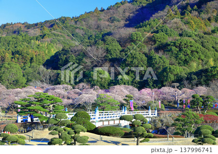 【愛媛県】晴天の南楽園梅まつり 【愛媛県】晴天の南楽園梅まつり 137996741