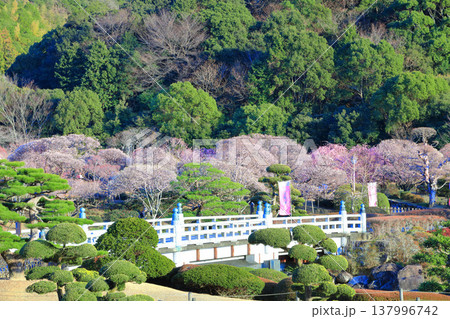 【愛媛県】晴天の南楽園梅まつり 【愛媛県】晴天の南楽園梅まつり 137996742
