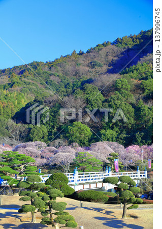 【愛媛県】晴天の南楽園梅まつり 【愛媛県】晴天の南楽園梅まつり 137996745