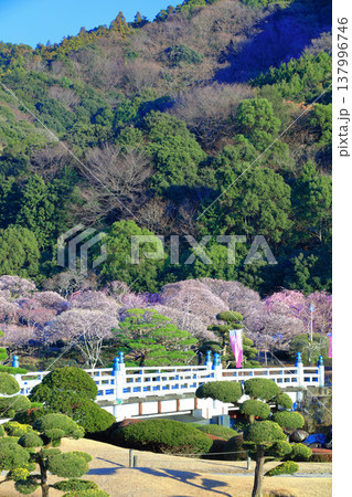 【愛媛県】晴天の南楽園梅まつり 137996746