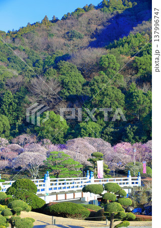 【愛媛県】晴天の南楽園梅まつり 137996747