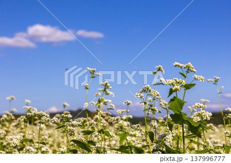 福井県特産のそばの花 満開の蕎麦畑と澄み渡る秋空 福井県特産のそばの花 満開の蕎麦畑と澄み渡る秋空 137996777