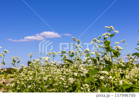 福井県特産のそばの花 満開の蕎麦畑と澄み渡る秋空 福井県特産のそばの花 満開の蕎麦畑と澄み渡る秋空 137996780