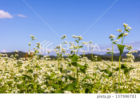 福井県特産のそばの花 満開の蕎麦畑と澄み渡る秋空 福井県特産のそばの花 満開の蕎麦畑と澄み渡る秋空 137996781