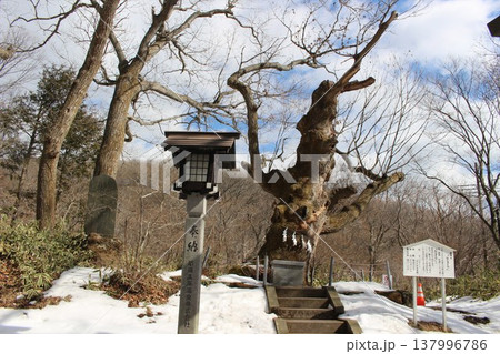 残雪が残る那須温泉神社　ご神木の生きる 137996786