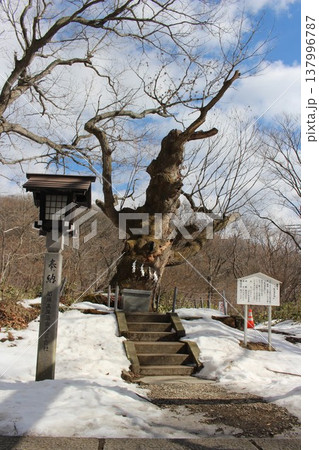残雪が残る那須温泉神社 ご神木の生きる 残雪が残る那須温泉神社 ご神木の生きる 137996787