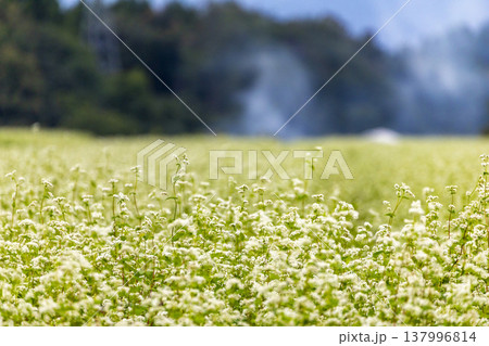 福井県特産のそばの花 満開の蕎麦畑と澄み渡る秋空 福井県特産のそばの花 満開の蕎麦畑と澄み渡る秋空 137996814