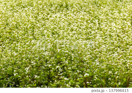 福井県特産のそばの花 満開の蕎麦畑と澄み渡る秋空 137996815