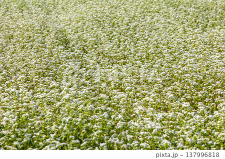 福井県特産のそばの花 満開の蕎麦畑と澄み渡る秋空 福井県特産のそばの花 満開の蕎麦畑と澄み渡る秋空 137996818