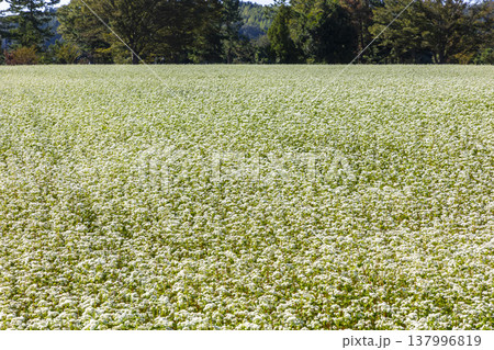 福井県特産のそばの花 満開の蕎麦畑と澄み渡る秋空 福井県特産のそばの花 満開の蕎麦畑と澄み渡る秋空 137996819