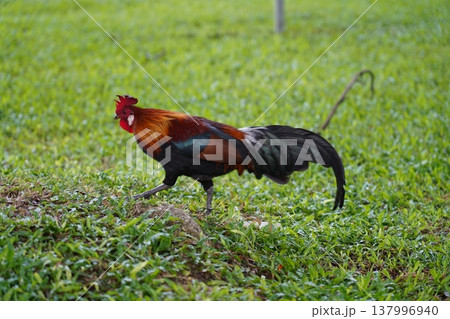 Red Junglefowl Strutting in Green Field 137996940