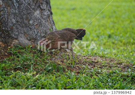 Junglefowl Bird Foraging on Green Grass Junglefowl Bird Foraging on Green Grass 137996942