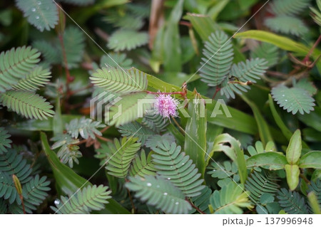 Sensitive Plant with Pink Flower in Green Foliage Sensitive Plant with Pink Flower in Green Foliage 137996948