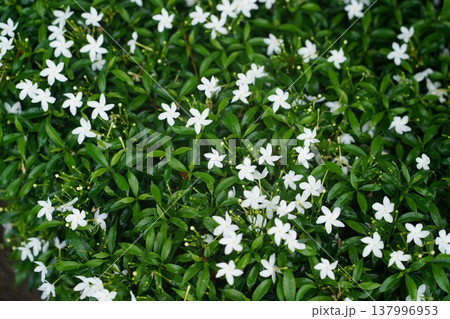 Jasmine Plant with White Flowers Background 137996953